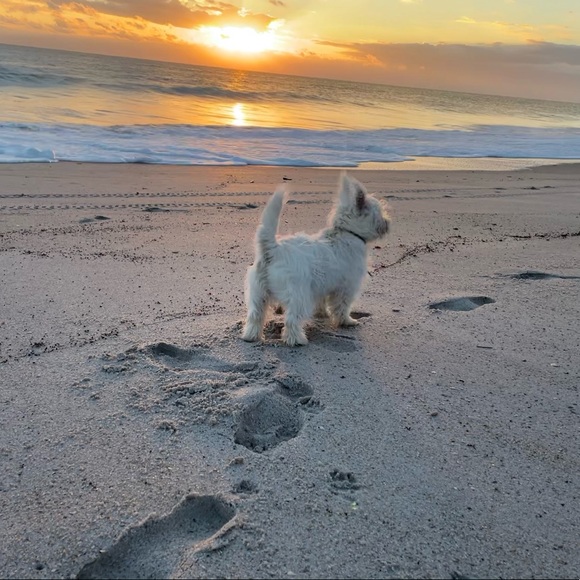 Meet your Posher, Judy - Picture 4 of 4